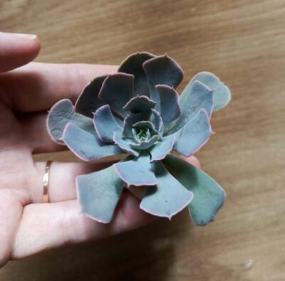 Зріз echeveria desert star (china)