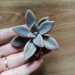 Зріз graptophytum husta siempre