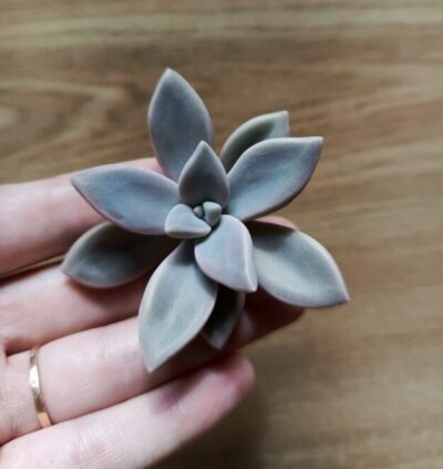 Зріз graptophytum husta siempre