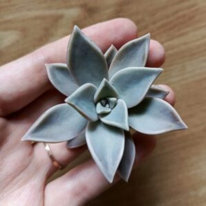 Зріз graptopetalum paraguayense