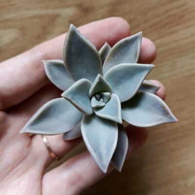Зріз graptopetalum paraguayense