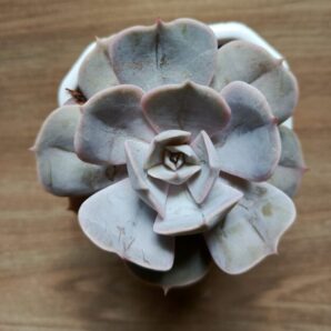 Echeveria Lilacina