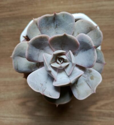 Echeveria Lilacina