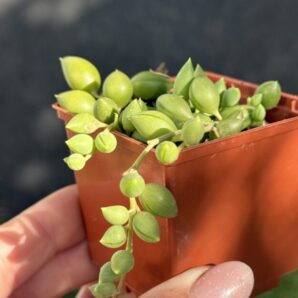 Senecio Herreianus
