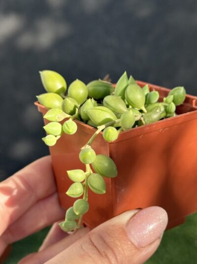 Senecio Herreianus