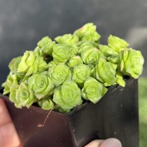 Crassula socialis