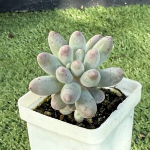 Pachyphytum machucae baby fingers