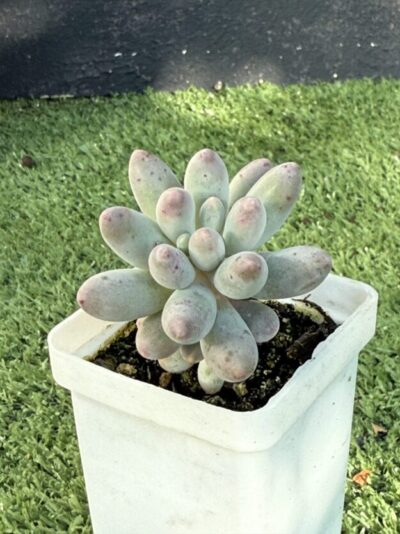 Pachyphytum machucae baby fingers