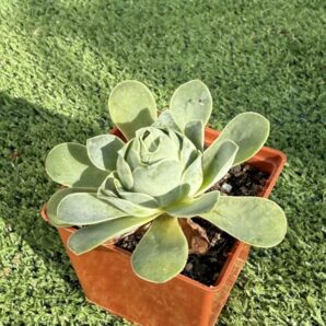 Greenovia Diplocycla