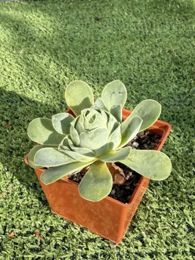 Greenovia Diplocycla