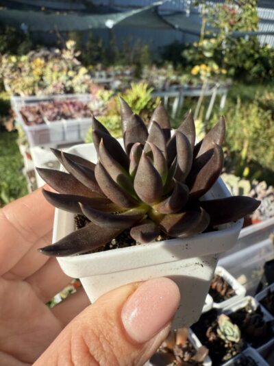 Echeveria Black Knight