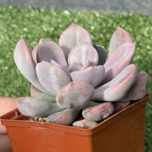 Echeveria Cupid