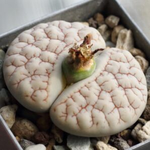 Lithops gracilidelineata v.waldroniae C189