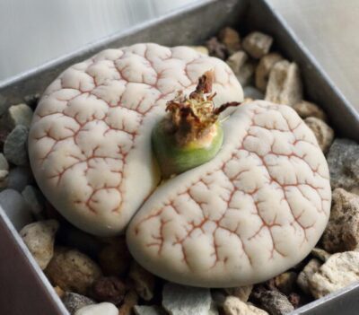 Lithops gracilidelineata v.waldroniae C189