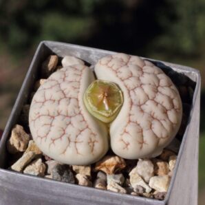 Lithops gracilidelineata v.waldroniae C189