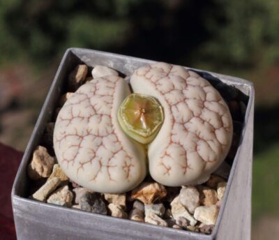 Lithops gracilidelineata v.waldroniae C189