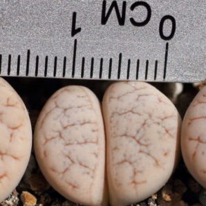 Lithops gracilidelineata С374