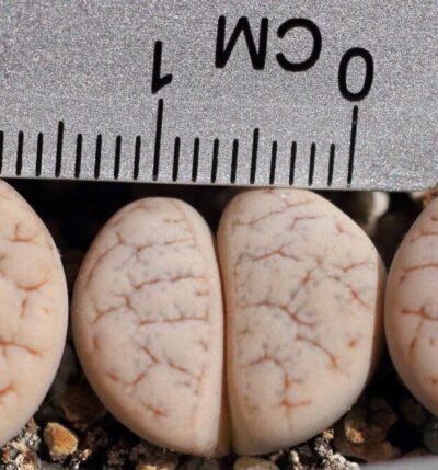 Lithops gracilidelineata С374