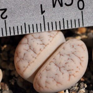 Lithops gracilidelineata С374