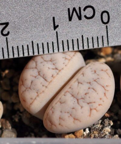 Lithops gracilidelineata С374