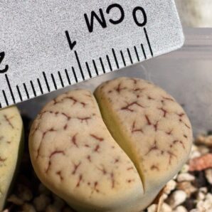 Lithops gracilidelineata ssp.brandbergensis С383