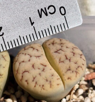 Lithops gracilidelineata ssp.brandbergensis С383