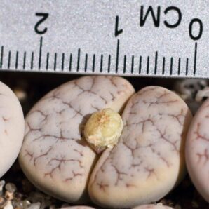 Lithops gracilidelineata v.waldroniae C189