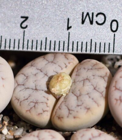 Lithops gracilidelineata v.waldroniae C189
