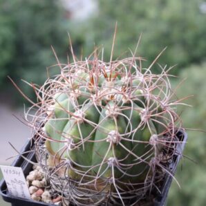 Gymnocalycium acorrugatum HV 289