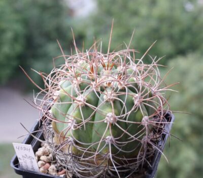 Gymnocalycium acorrugatum HV 289