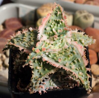 Aloe