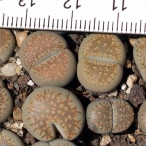 Lithops villetii ssp. kennedyi С229А