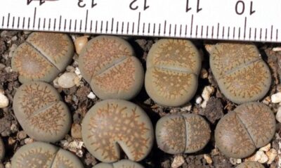 Lithops villetii ssp. kennedyi С229А