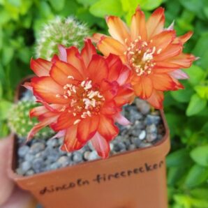 Chamaecereus hybrid Lincoln Firecracker