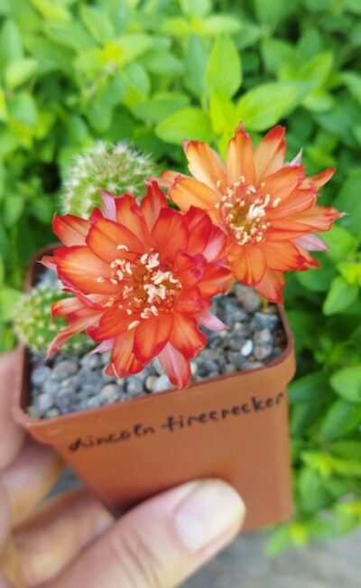 Chamaecereus hybrid Lincoln Firecracker