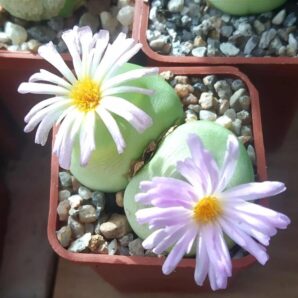 Conophytum ratum SH 1200