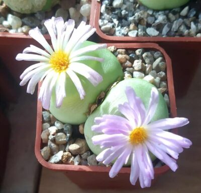 Conophytum ratum SH 1200