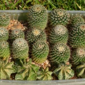 Mammillaria hahniana woodsii 26 рослин