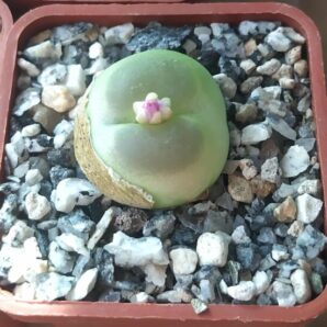 Conophytum ratum SH 1200 .