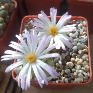 Conophytum ratum SH 1200 .