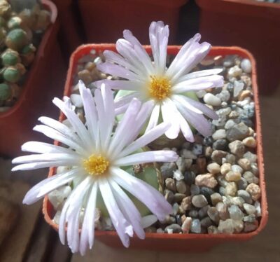 Conophytum ratum SH 1200 .