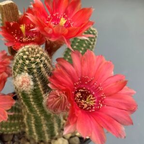 Chamaecereus hybrid Nara