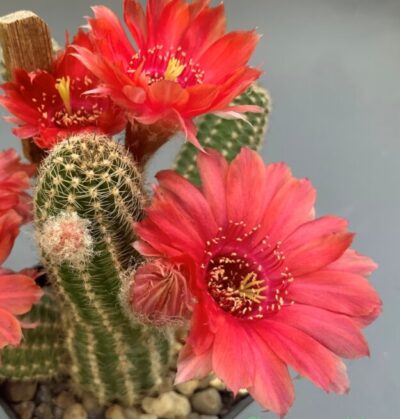 Chamaecereus hybrid Nara