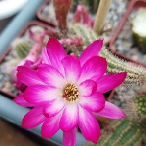 Chamaecereus hybrid Pan2020.168.009 Ninfea