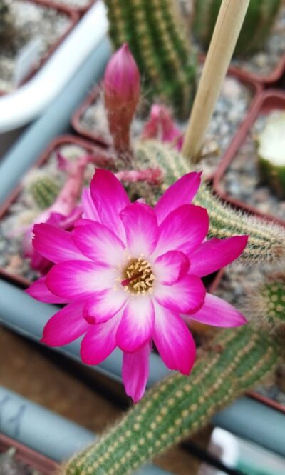 Chamaecereus hybrid Pan2020.168.009 Ninfea