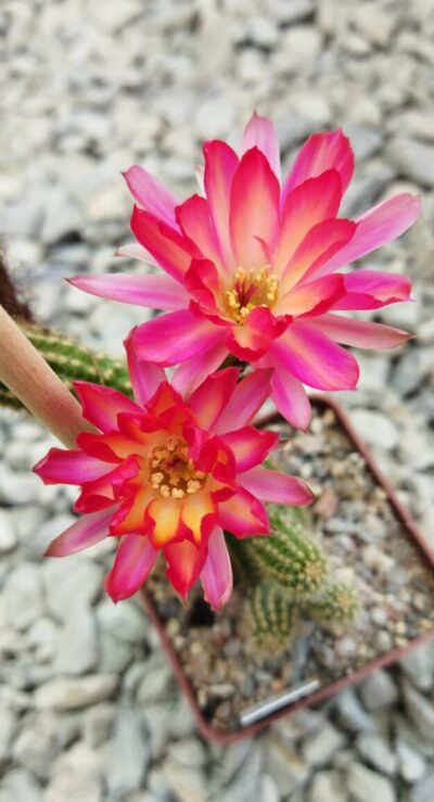 Chamaecereus hybrid Pan2020.170.009 Nuada