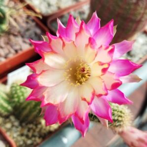 Chamaecereus hybrid Pan17.8.109 Prince. Доросла рослина.