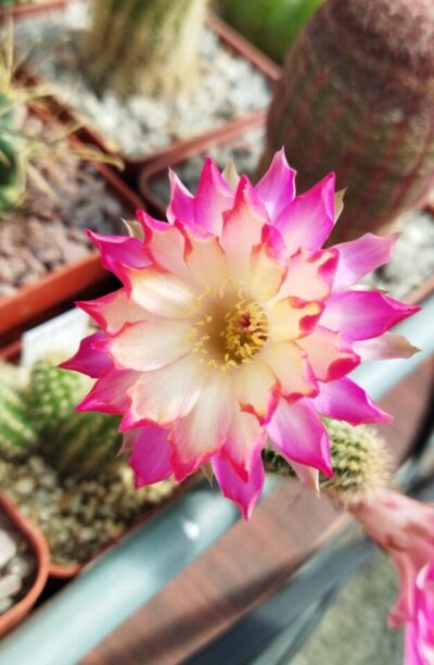 Chamaecereus hybrid Pan17.8.109 Prince. Доросла рослина.