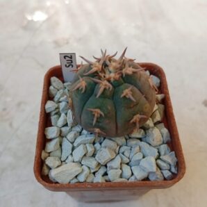 GYMNOCALYCIUM spegazzinii unguispinum
