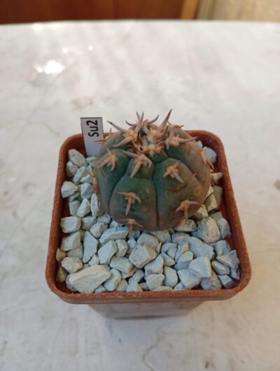 GYMNOCALYCIUM spegazzinii unguispinum